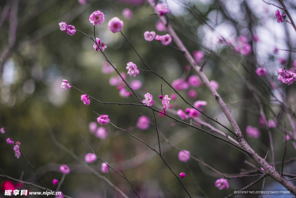 梅花