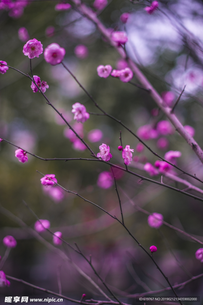 梅花