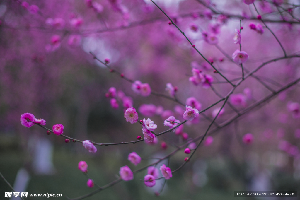 梅花
