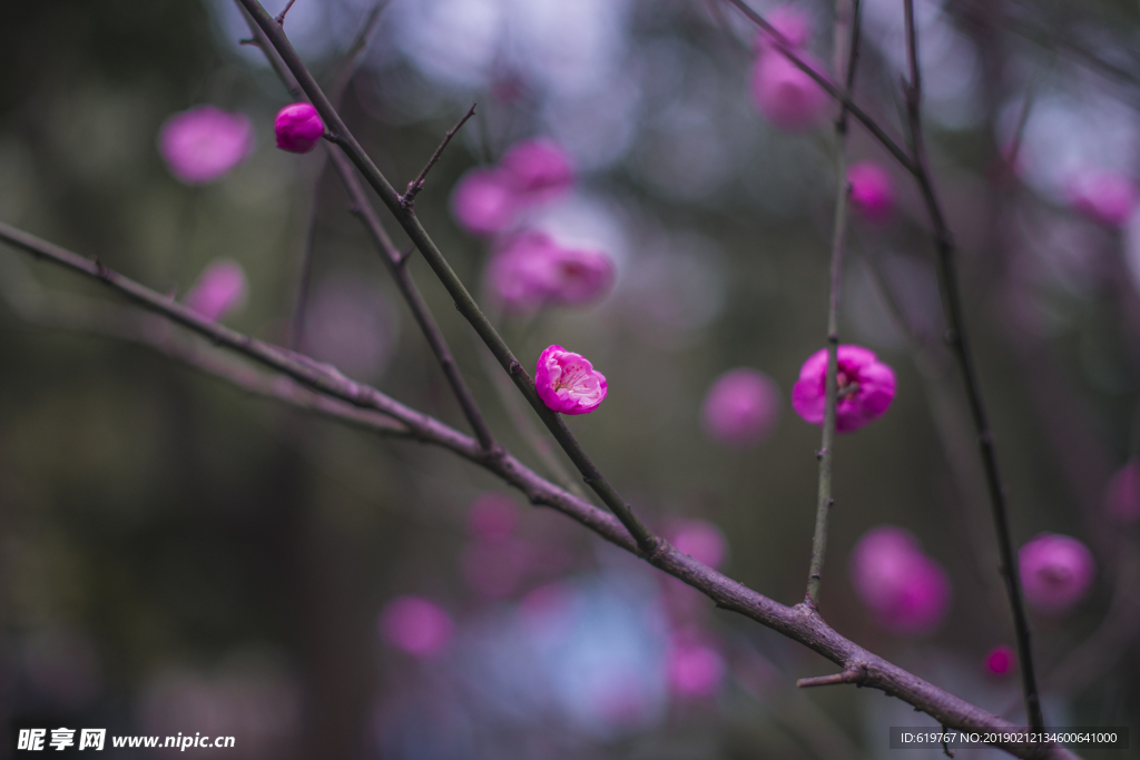 梅花