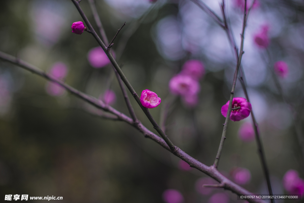 梅花