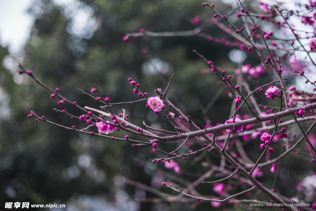 梅花