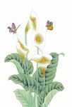 花鸟国画