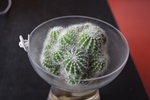 仙人球植物盆栽景观