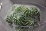 仙人球植物盆栽景观
