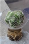 仙人球植物盆栽景观