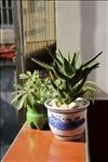 芦荟盆栽