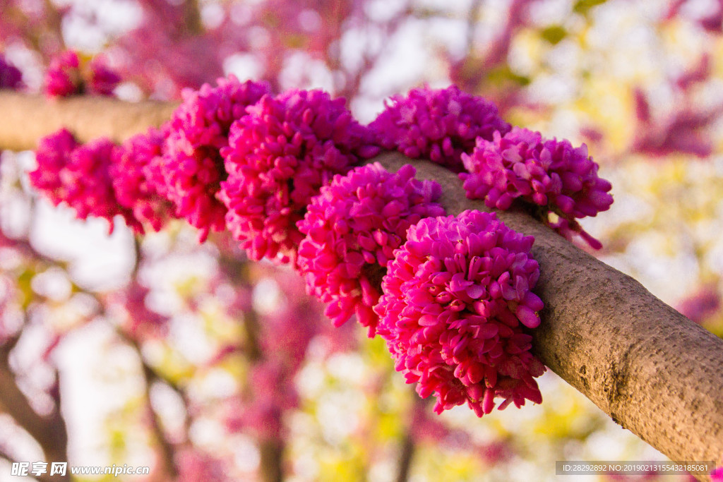 春暖花开