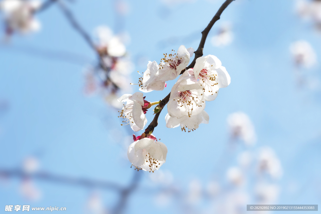 春暖花开