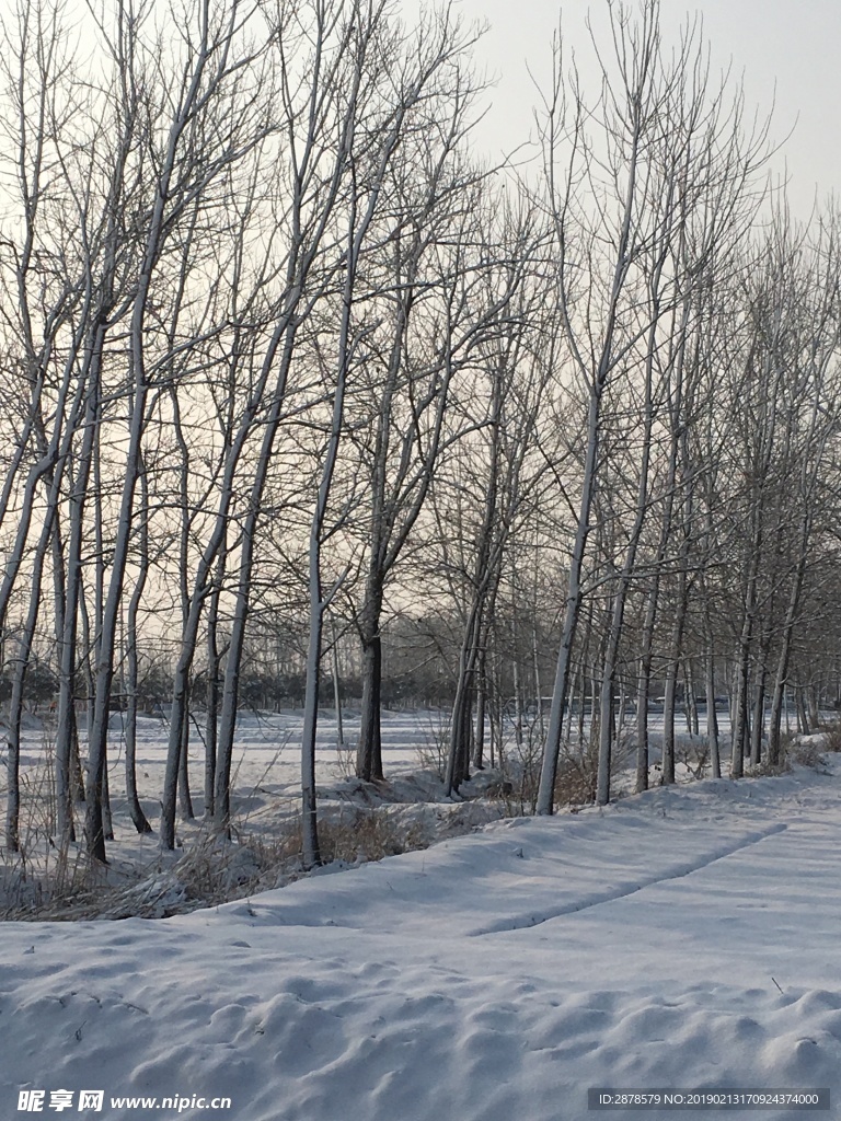 雪景 大雪  雪  自然风景