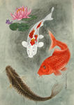 吴玉阳工笔画重彩画鲤鱼锦鲤睡莲
