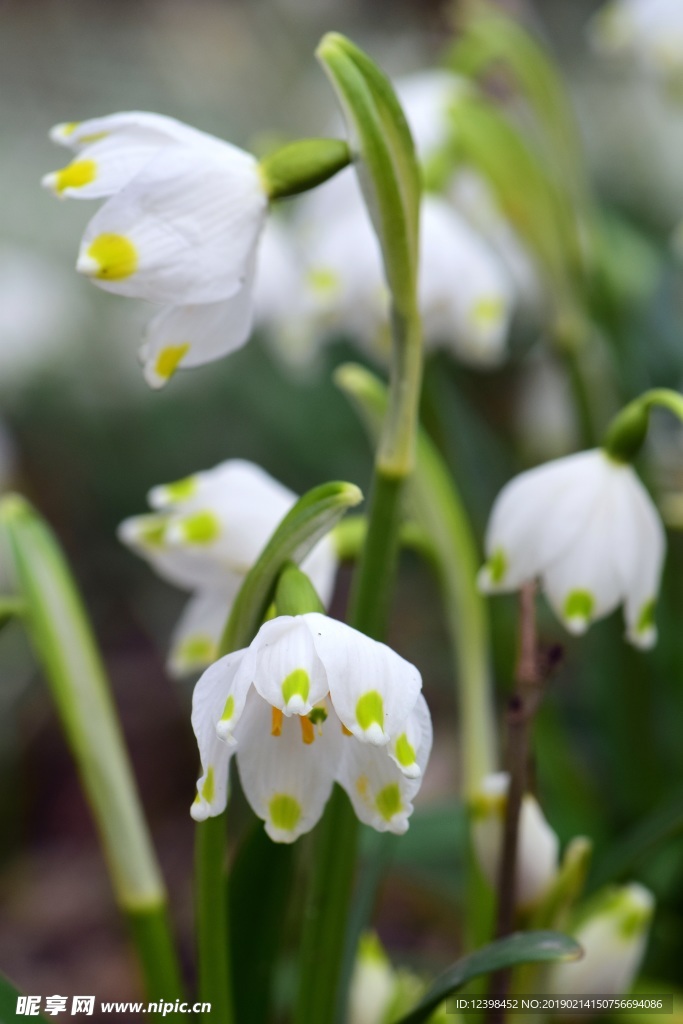 夏雪片莲花