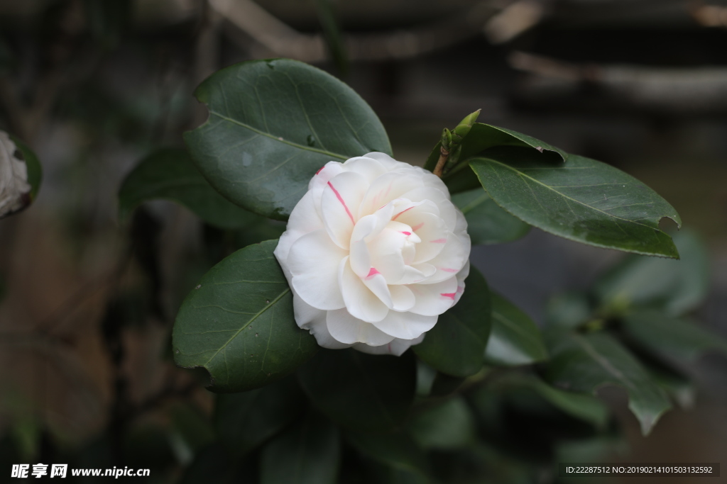 山茶花
