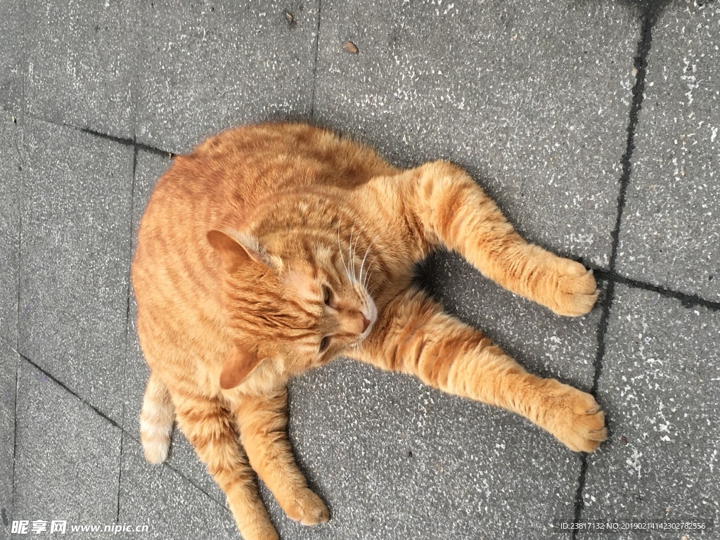 街道宠物猫