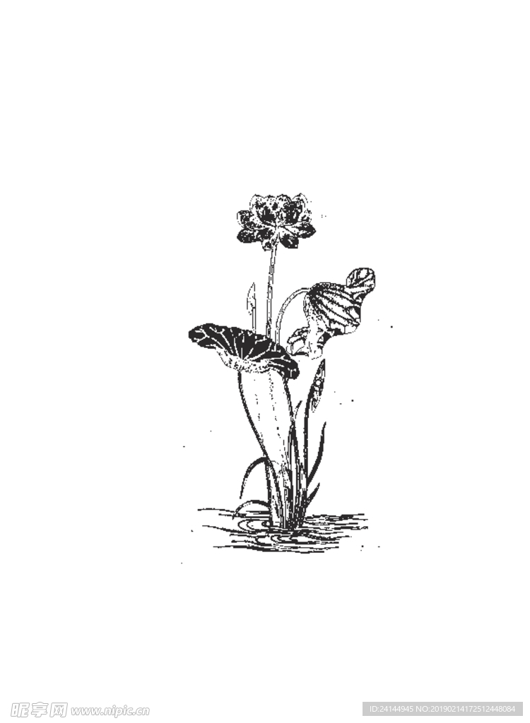 莲花素材