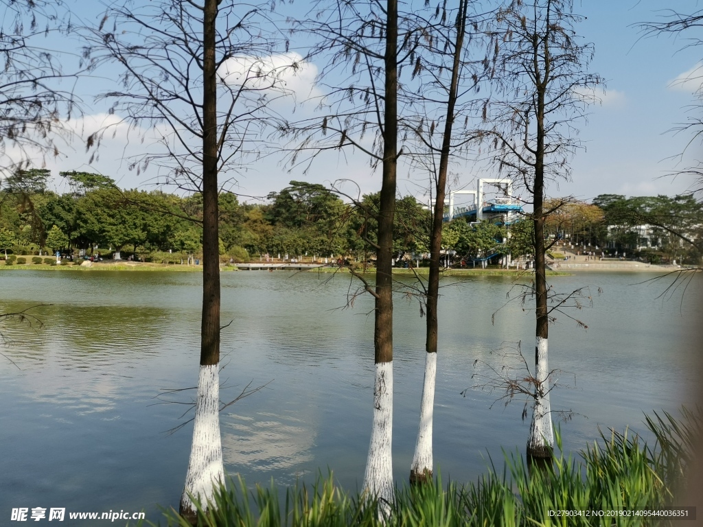 池塘景色