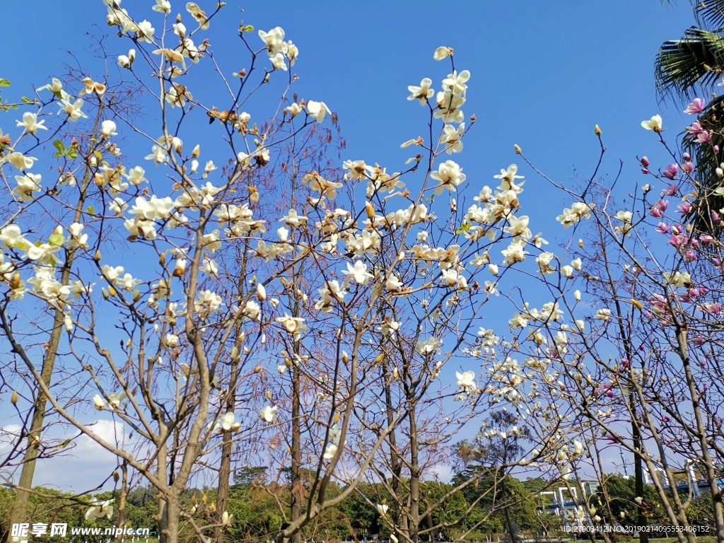 玉兰花