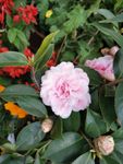 茶花