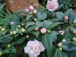 茶花
