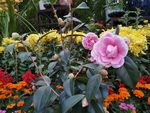 茶花