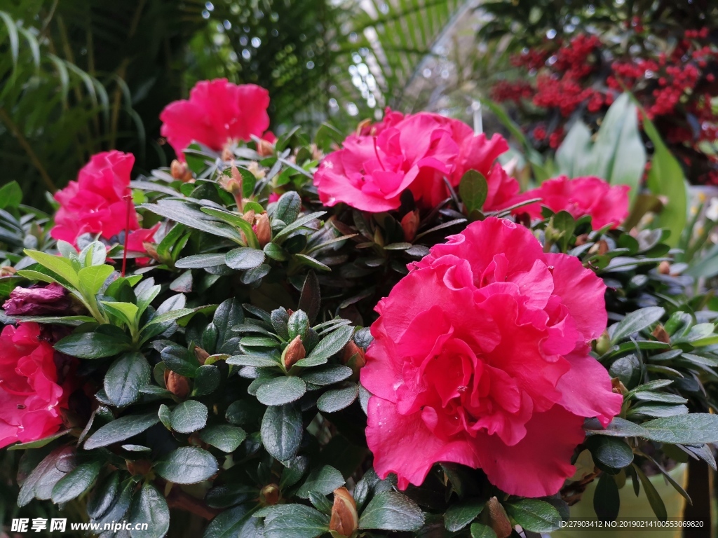 花
