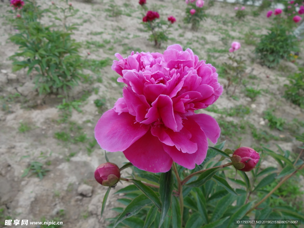 芍药花