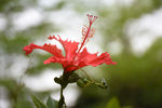 扶桑花 朱槿