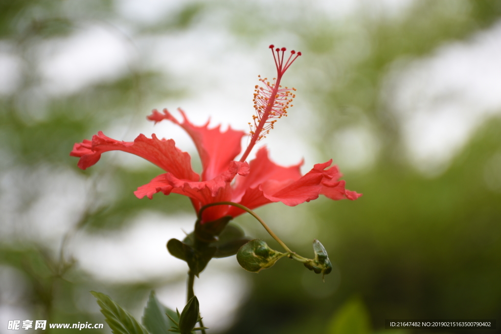 扶桑花 朱槿