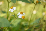 野外小雏菊