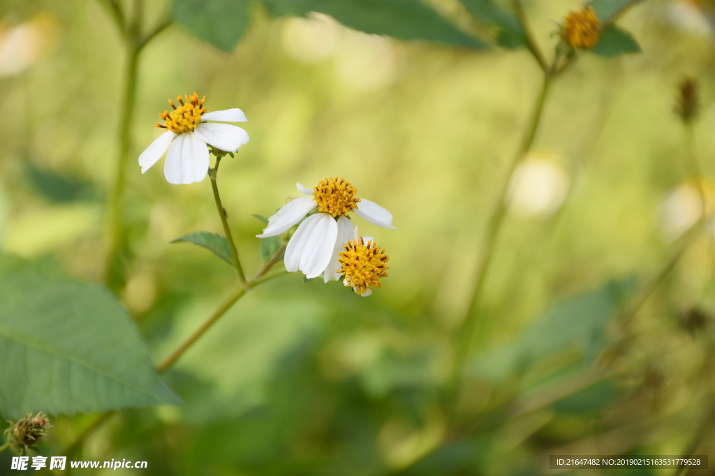 野外小雏菊
