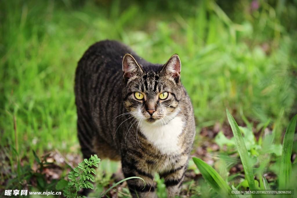 草地 猫 大自然