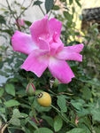 月季花