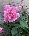 月季花