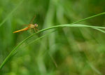 蜻蜓-草