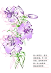 百合明信片