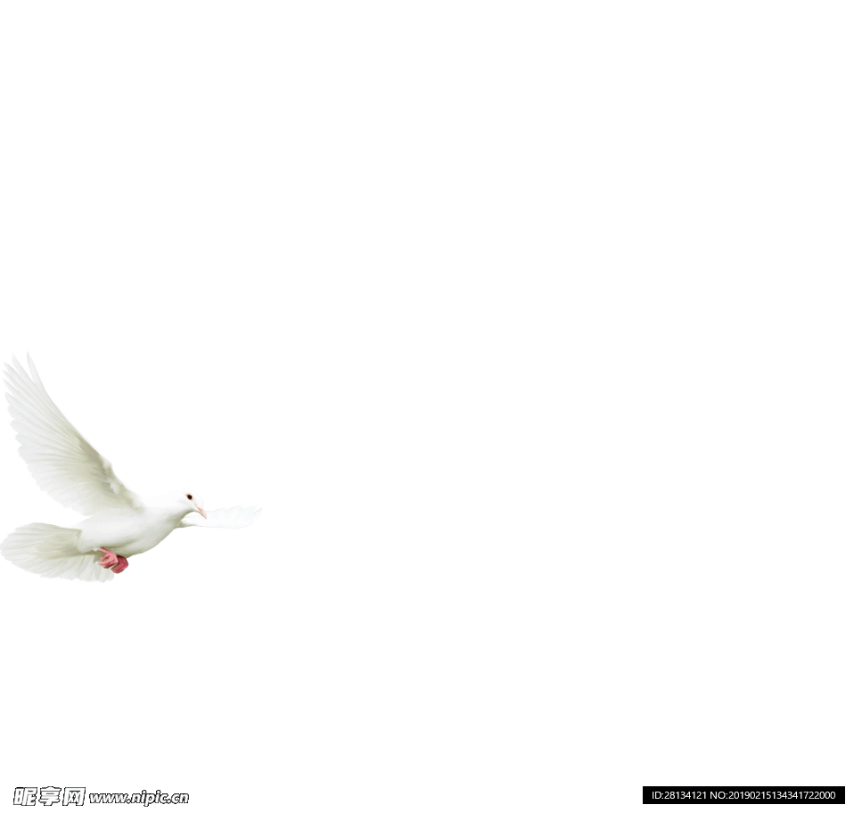 鸽子