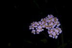 夜晚的花
