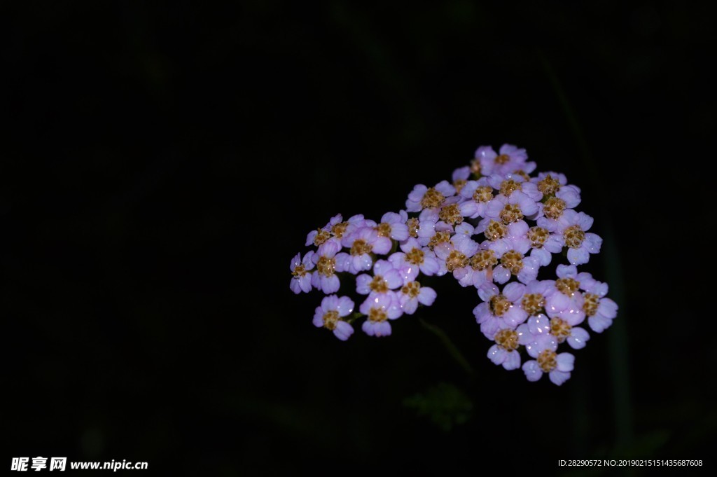 夜晚的花