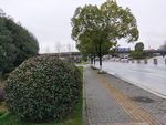 绿树