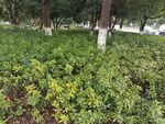自然风景林荫小路绿树