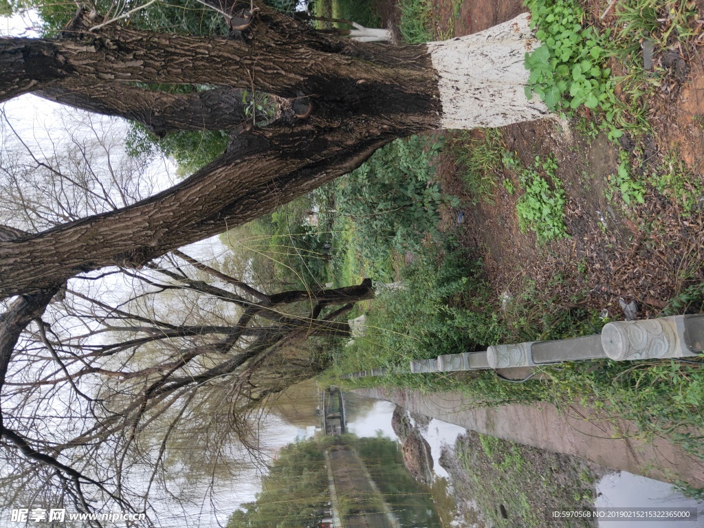 大树