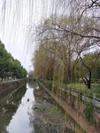 自然风景桃树桃花柳树