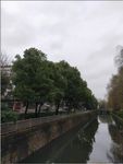 大树