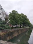 路边大树