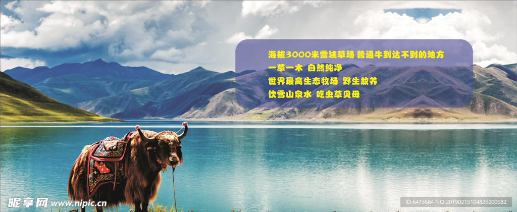 藏牦牛海报