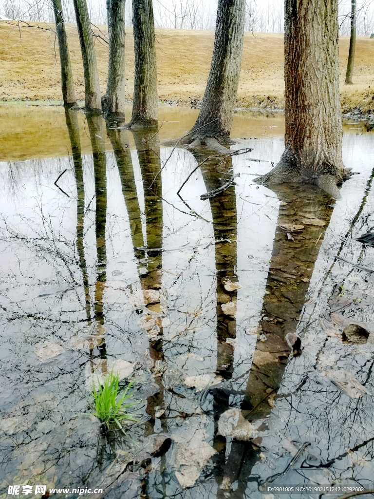 水中树