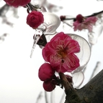 花 冰