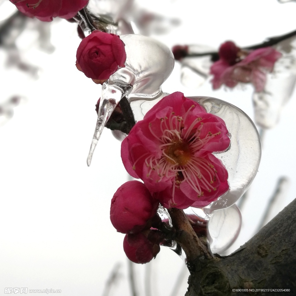 花 冰
