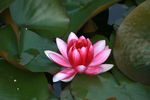 莲花