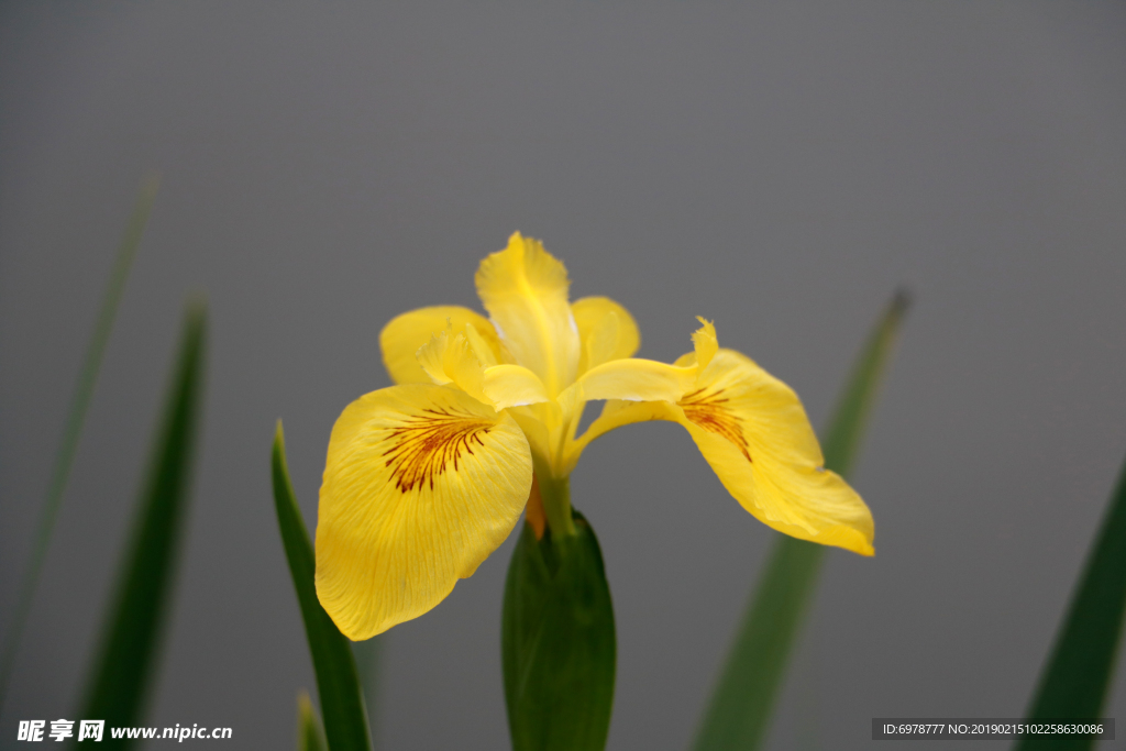 黄花